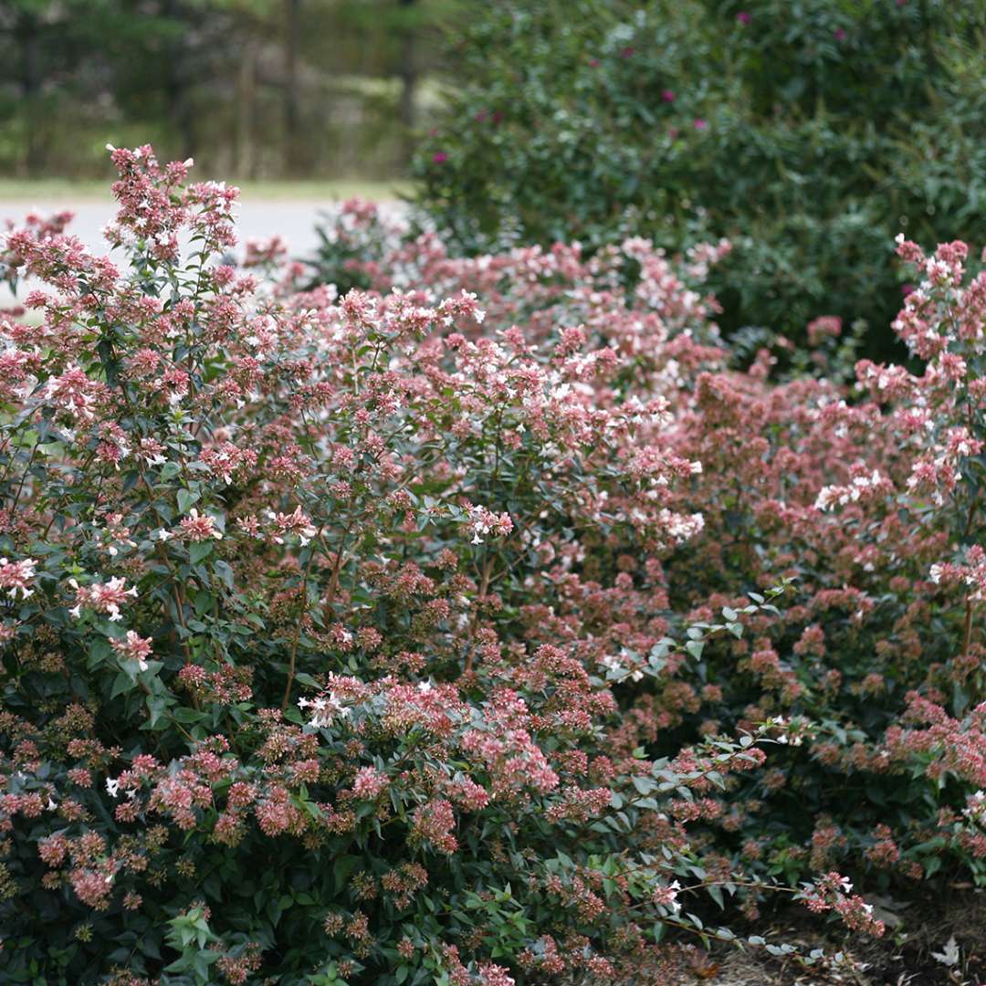 Ruby Anniversary Abelia in landscape